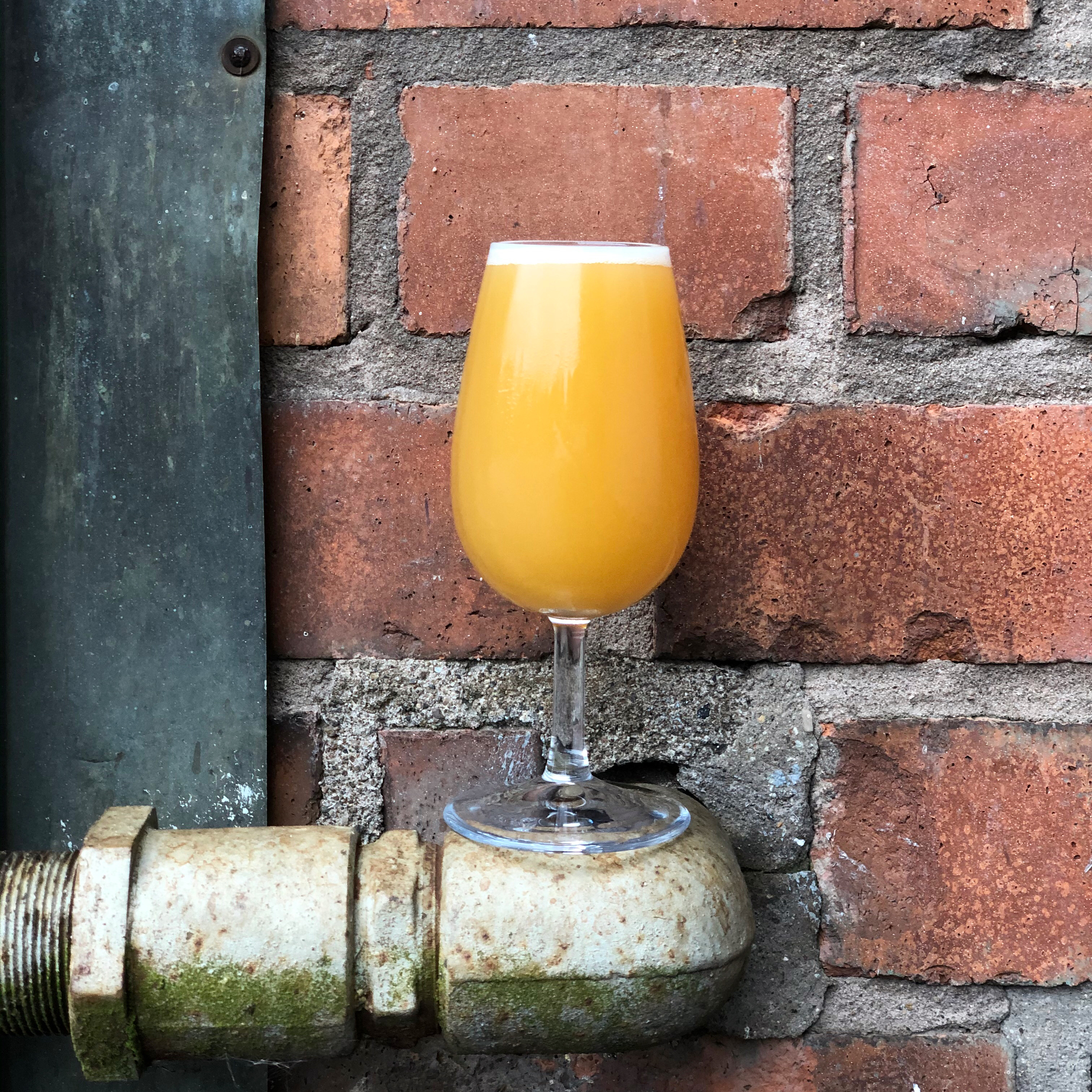 DDh Tropical Ghost.JPG